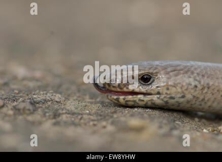 Slow worm close up of head Stock Photo
