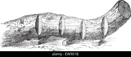 How a Tree is Made into Lumber - cutting a bent tree trunk into sections, vintage engraved illustration. Le Magasin Pittoresque  Stock Vector