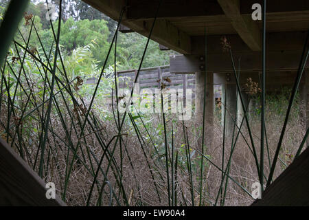 View from below a wooden walkway above a swamp full of reeds Stock Photo