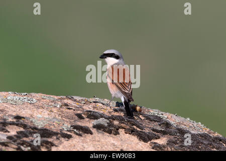 Red-backed shrike, Lanius collurio,  single bird on rock, Romania, May 2015 Stock Photo