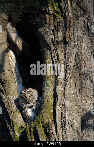 Tawny owl in nest hollow Stock Photo