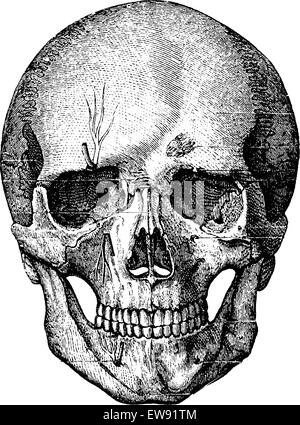 face vs skeleton face vs skeleton