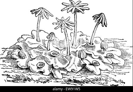Marchantia polymorpha female or common liverwort  or umbrella liverwort, vintage engraved illustration. Usual Medicine Dictionar Stock Vector