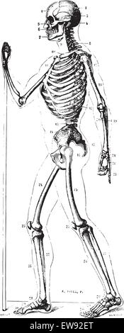 Skeleton, profile, vintage engraved illustration. Usual Medicine Dictionary by Dr Labarthe - 1885. Stock Vector