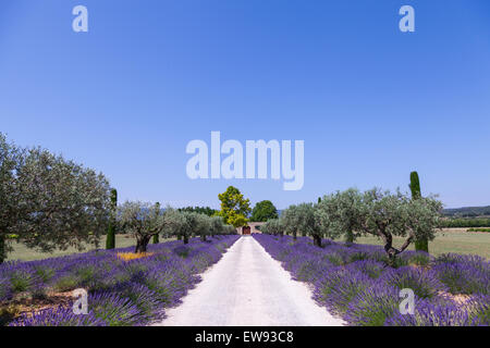 Provence, France. Lavander field during summer season. Stock Photo
