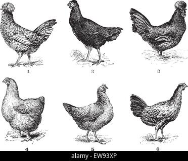 Hens, 1. Houdan chicken. 2. Hen the Arrow. 3. Hen Crevecoeur. 4. Cochin hen. 5. Dorking hen. 6. Chicken of Bresse, vintage engra Stock Vector