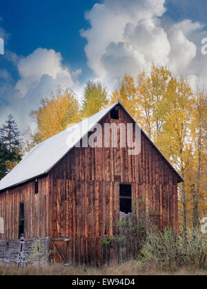 Barn with fall color. Near Trout Lake, Washington