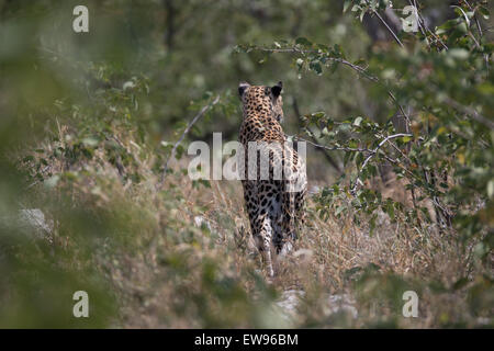 Leopard walking in the bush, Etosha, Namibia Stock Photo