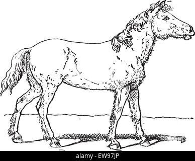 Old engraved illustration of Tarpan or Equus ferus ferus or Eurasian wild horse or Equus silvaticus or Equus gmelini.  Dictionar Stock Vector