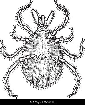 Tick parasite, vintage engraved illustration. Dictionary of words and things - Larive and Fleury - 1895. Stock Vector