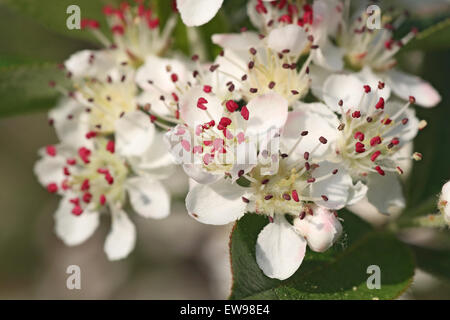 Chokeberry in bloom Stock Photo