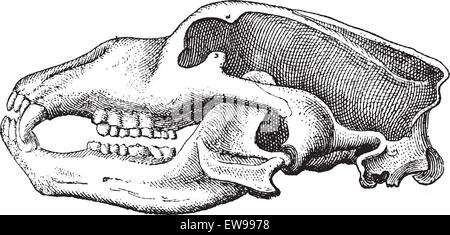 Cave Bear or Ursus spelaeus, showing skull, vintage engraved illustration. Dictionary of Words and Things - Larive and Fleury -  Stock Vector