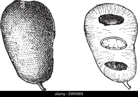 Common Pawpaw or Asimina triloba, showing Fruit (left) and fruit cross-section (right), vintage engraved illustration. Dictionar Stock Vector