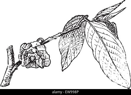 Common Pawpaw or Asimina triloba, showing Flower, vintage engraved illustration. Dictionary of Words and Things - Larive and Fle Stock Vector