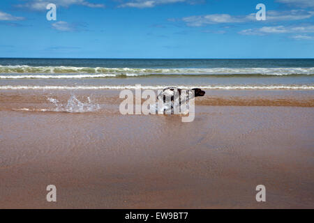 German Shorthaired Pointer dog on  Embleton Beach Northumberland Stock Photo