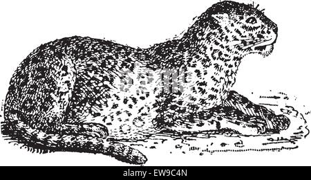 Leopard Dictionary Leopard or Panthera pardus, vintage engraved illustration. Dictionary ...