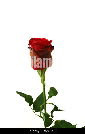 Rose on the white background Stock Photo