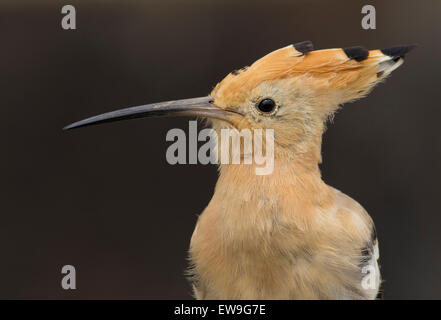 Hoopoe sat on grass in Lanzarote Stock Photo