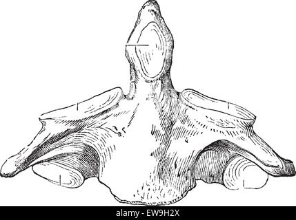 Fig. 136. Axis (second cervical vertebra), vintage engraved illustration. Magasin Pittoresque 1875. Stock Vector