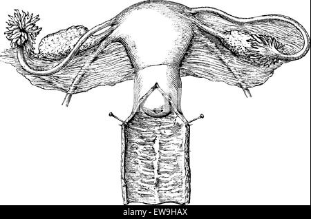 Internal genitals of women, vintage engraved illustration. Usual ...