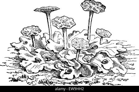 Marchantia polymorpha male or common liverwort  or umbrella liverwort, vintage engraved illustration. Usual Medicine Dictionary  Stock Vector