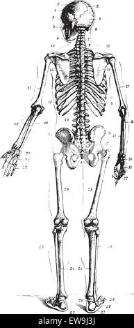 Skeleton, rear view, vintage engraved illustration. Usual Medicine Dictionary by Dr Labarthe - 1885. Stock Vector