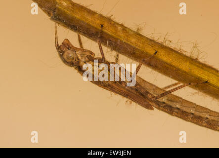 Coenagrion hastulatum nymph Northern Damselfly underwater Stock Photo