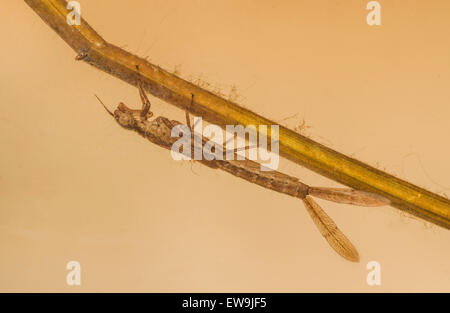 Coenagrion hastulatum nymph Northern Damselfly underwater Stock Photo