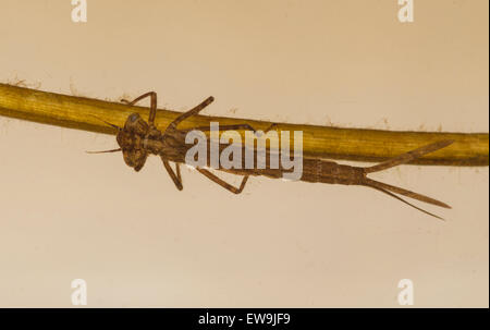 Coenagrion hastulatum nymph Northern Damselfly underwater Stock Photo