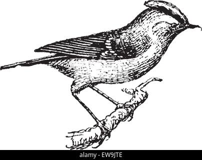 Wren perched on branch, vintage engraved illustration. Dictionary of words and things - Larive and Fleury - 1895. Stock Vector