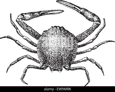 Leucosiid Crab or Leucosiidae, vintage engraved illustration. Dictionary of Words and Things - Larive and Fleury - 1895 Stock Vector