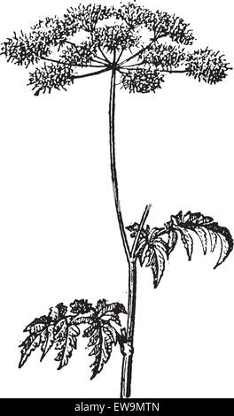Old engraved illustration of Chaerophyllum temulum or Rough Chervil isolated on a white background. Dictionary of words and thin Stock Vector