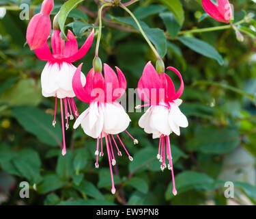 Delicate pink and white fushia flowers in full bloom Stock Photo