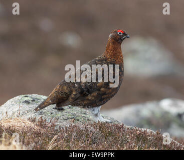 red grouse on rock Stock Photo