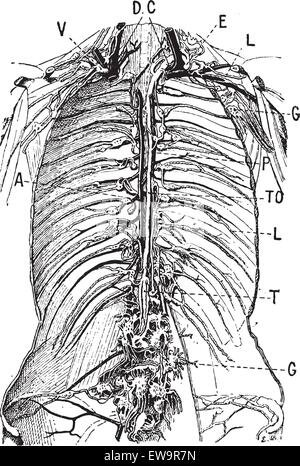 Lymphatic System, vintage engraved illustration. Dictionary of Words and Things - Larive and Fleury - 1895 Stock Vector