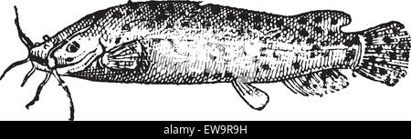 Electric Catfish or Malapterurus sp., vintage engraved illustration ...