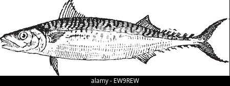 Atlantic Mackerel or Scomber scombrus, vintage engraved illustration. Dictionary of Words and Things - Larive and Fleury - 1895 Stock Vector