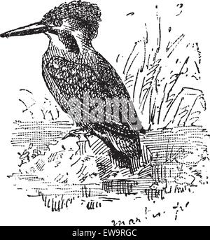 Common Kingfisher or Alcedo atthis, Perched on a Rock, vintage engraved illustration. Dictionary of Words and Things - Larive and Fleury - 1895 Stock Vector
