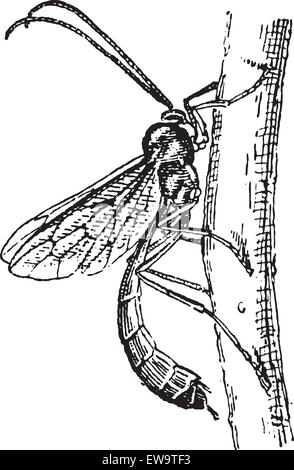 Old engraved illustration of Ichneumon wasp or Ichneumon or scorpion wasp or Ichneumon fly. Dictionary of words and things - Larive and Fleury ? 1895 Stock Vector
