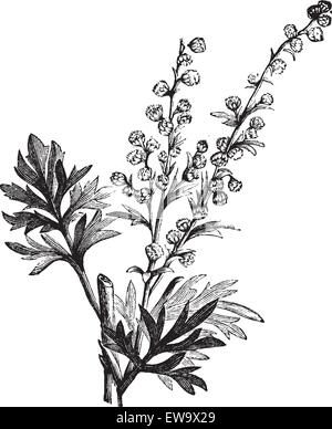 Absinthe plant, Artemisia absinthium or wormwood engraving illustration, isolated on white. Also called (absinthium, absinthe wormwood, wormwood, common wormwood, Green Ginger or grand wormwood. Vintage illustration. Stock Vector
