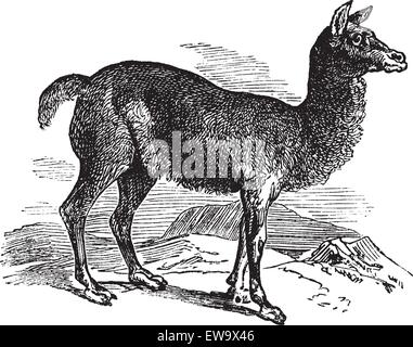 Alpaca or Vicugna pacos vintage engraving. Old engraved illustration of a horned lark bird in his environment. Stock Vector