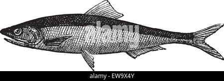 European anchovy or engraulis encrasicholus old vintage engraving. Anchovy fish engraved illustration in vector, isolated on white. Stock Vector