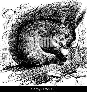 Old engraved illustration of a Red squirrel or Sciurus vulgaris, chewing on an acorn in the forest, isolated on white. Live traced. Stock Vector
