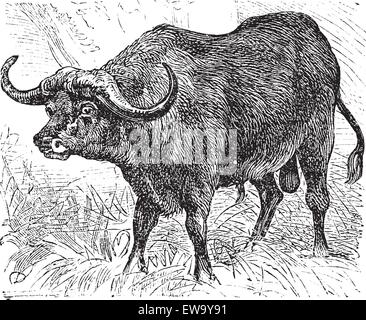 African buffalo sketch in black, isolated Stock Vector Image & Art - Alamy