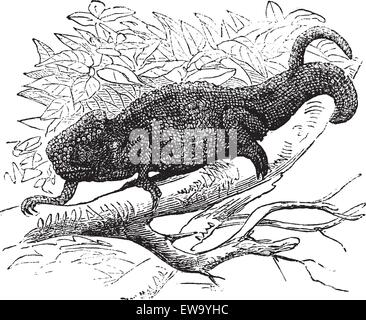 Chamaeleo Vulgaris or Chamaeleo cinereus or Lacerta Vulgaris vintage engraving, Old engraved illustration of a chameleon on tree branch. Stock Vector