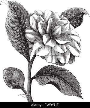 Camellia Japonica or Rose of winter or Theaceae vintage engraving. Old engraved illustration of a beautiful Camellia Flower Stock Vector