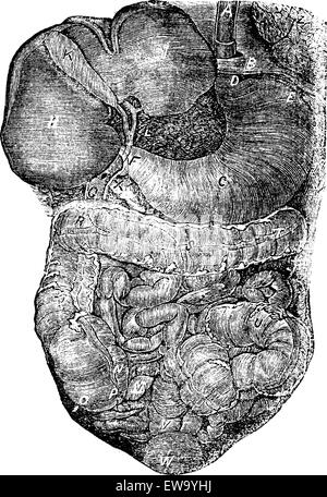 Abdominal portion of the alimentary canal or part of abdomen passage digestive or nutririon vintage engraving. Old engraved illustration of human digestive system. Stock Vector