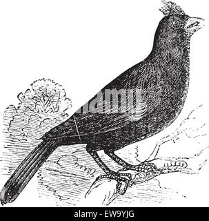 Cardinalis Virginianus or Cardinal of Virginia or Grosbeak vintage engraving. Old engraved illustration of Cardinal of virginia perched on branch. Stock Vector