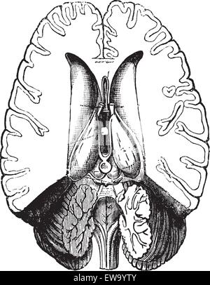 Antique illustration of human brain engraving style isolated on white ...