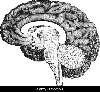 Vertical section of the profile of a human brain vintage engraving, showing the medulla oblongata, pons, cerebellum potion median with the tree of life, the central parts of the brain and the convolutions of the inner surface of the hemisphere. Stock Vector